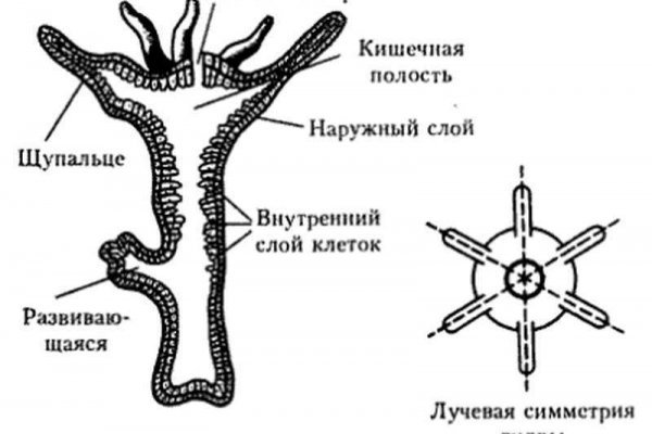 Кракен 18ат